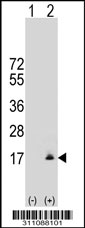 Western blot analysis of his-tag MGST3 (arrow) using his tag antibody. 293 cell lysates (2 ug/lane) either nontransfected (Lane 1) or transiently transfected with the MGST3 gene.