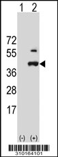 Western blot analysis of his-tag SKAP2 (arrow) using his tag antibody. 293 cell lysates (2 ug/lane) either nontransfected (Lane 1) or transiently transfected with the SKAP2 gene.
