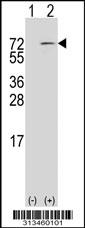 Western blot analysis of his-tag POLA2 (arrow) using his tag antibody. 293 cell lysates (2 ug/lane) either nontransfected (Lane 1) or transiently transfected with the gene