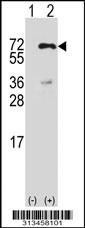 Western blot analysis of his-tag SF1 (arrow) using his tag antibody. 293 cell lysates (2 ug/lane) either nontransfected (Lane 1) or transiently transfected with the gene
