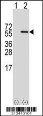 Western blot analysis of his-tag SRP54 (arrow) using his tag antibody. 293 cell lysates (2 ug/lane) either nontransfected (Lane 1) or transiently transfected with the gene