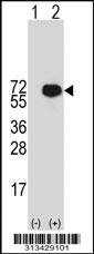 Western blot analysis of his-tag ERO1L (arrow) using his tag antibody. 293 cell lysates (2 ug/lane) either nontransfected (Lane 1) or transiently transfected with the gene