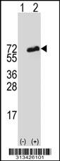 Western blot analysis of his-tag KIAA1627 (arrow) using his tag antibody. 293 cell lysates (2 ug/lane) either nontransfected (Lane 1) or transiently transfected with the gene
