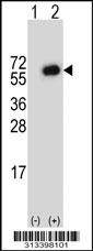 Western blot analysis of his-tag WDR85 (arrow) using his tag antibody. 293 cell lysates (2 ug/lane) either nontransfected (Lane 1) or transiently transfected with the gene