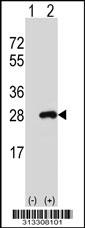 Western blot analysis of his-tag SFXN1 (arrow) using his tag antibody. 293 cell lysates (2 ug/lane) either nontransfected (Lane 1) or transiently transfected with the gene