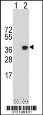 Western blot analysis of his-tag MTRF1L (arrow) using his tag antibody. 293 cell lysates (2 ug/lane) either nontransfected (Lane 1) or transiently transfected with the MTRF1L gene