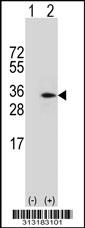 Western blot analysis of his-tag SNF8 (arrow) using his tag antibody. 293 cell lysates (2 ug/lane) either nontransfected (Lane 1) or transiently transfected with the SNF8 gene
