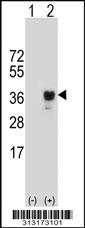 Western blot analysis of his-tag TSPAN7 (arrow) using his tag antibody. 293 cell lysates (2 ug/lane) either nontransfected (Lane 1) or transiently transfected with the TSPAN7 gene