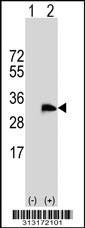 Western blot analysis of his-tag SPIC (arrow) using his tag antibody. 293 cell lysates (2 ug/lane) either nontransfected (Lane 1) or transiently transfected with the SPIC gene