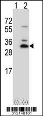 Western blot analysis of his-tag C2orf49 (arrow) using his tag antibody. 293 cell lysates (2 ug/lane) either nontransfected (Lane 1) or transiently transfected with the C2orf49 gene