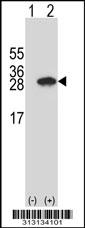Western blot analysis of his-tag POLDIP3 (arrow) using his tag antibody. 293 cell lysates (2 ug/lane) either nontransfected (Lane 1) or transiently transfected with the POLDIP3 gene