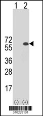 Western blot analysis of his-tag G3BP2 (arrow) using his tag antibody. 293T cell lysates (2 ug/lane) either nontransfected (Lane 1) or transiently transfected with the G3BP2 gene‘