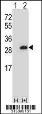 Western blot analysis of his-tag C1orf158 (arrow) using his tag antibody. 293 cell lysates (2 ug/lane) either nontransfected (Lane 1) or transiently transfected with the C1orf158 gene