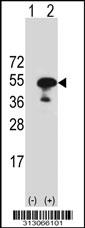 Western blot analysis of his-tag KHDRBS3 (arrow) using his tag antibody. 293 cell lysates (2 ug/lane) either nontransfected (Lane 1) or transiently transfected with the KHDRBS3 gene