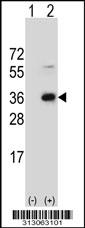Western blot analysis of his-tag IFLTD1 (arrow) using his tag antibody. 293 cell lysates (2 ug/lane) either nontransfected (Lane 1) or transiently transfected with the IFLTD1 gene