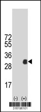 Western blot analysis of his-tag FAM168A (arrow) using his tag antibody. 293T cell lysates (2 ug/lane) either nontransfected (Lane 1) or transiently transfected with the FAM168A gene‘