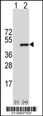 Western blot analysis of his-tag PCBP1 (arrow) using his tag antibody. 293 cell lysates (2 ug/lane) either nontransfected (Lane 1) or transiently transfected with the PCBP1 gene