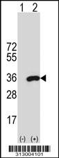 Western blot analysis of his-tag PAFAH1B2 (arrow) using his tag antibody. 293 cell lysates (2 ug/lane) either nontransfected (Lane 1) or transiently transfected with the PAFAH1B2 gene