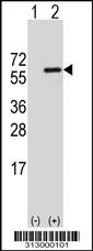 Western blot analysis of his-tag P2RX4 (arrow) using his tag antibody. 293 cell lysates (2 ug/lane) either nontransfected (Lane 1) or transiently transfected with the P2RX4 gene