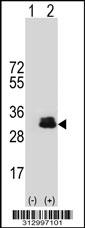 Western blot analysis of his-tag OVOL1 (arrow) using his tag antibody. 293 cell lysates (2 ug/lane) either nontransfected (Lane 1) or transiently transfected with the OVOL1 gene
