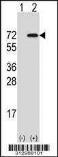 Western blot analysis of his-tag NRF1 (arrow) using his tag antibody. 293 cell lysates (2 ug/lane) either nontransfected (Lane 1) or transiently transfected with the NRF1 gene