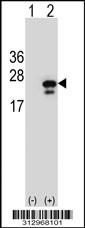 Western blot analysis of his-tag GADD45B (arrow) using his tag antibody. 293 cell lysates (2 ug/lane) either nontransfected (Lane 1) or transiently transfected with the GADD45B gene
