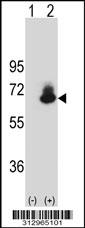 Western blot analysis of his-tag CNOT2 (arrow) using his tag antibody. 293 cell lysates (2 ug/lane) either nontransfected (Lane 1) or transiently transfected with the CNOT2 gene
