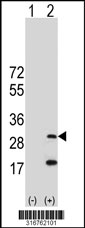 Western blot analysis of his-tag LAPTM5 (arrow) using his tag antibody. 293T cell lysates (2 ug/lane) either nontransfected (Lane 1) or transiently transfected with the LAPTM5 gene‘