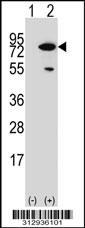 Western blot analysis of his-tag MX1 (arrow) using his tag antibody. 293 cell lysates (2 ug/lane) either nontransfected (Lane 1) or transiently transfected with the MX1 gene