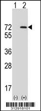 Western blot analysis of his-tag LTF (arrow) using his tag antibody. 293 cell lysates (2 ug/lane) either nontransfected (Lane 1) or transiently transfected with the LTF gene