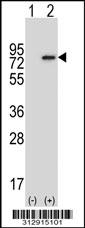 Western blot analysis of his-tag LGALS3BP (arrow) using his tag antibody. 293 cell lysates (2 ug/lane) either nontransfected (Lane 1) or transiently transfected with the LGALS3BP gene