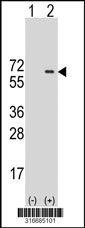 Western blot analysis of his-tag POLD3 (arrow) using his tag antibody. 293T cell lysates (2 ug/lane) either nontransfected (Lane 1) or transiently transfected with the POLD3 gene‘