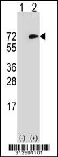 Western blot analysis of his-tag NCF2 (arrow) using his tag antibody. 293 cell lysates (2 ug/lane) either nontransfected (Lane 1) or transiently transfected with the NCF2 gene