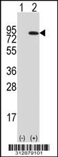 Western blot analysis of his-tag MCM7 (arrow) using his tag antibody. 293 cell lysates (2 ug/lane) either nontransfected (Lane 1) or transiently transfected with the MCM7 gene