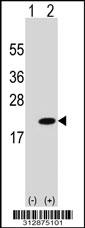 Western blot analysis of his-tag MAGOH (arrow) using his tag antibody. 293 cell lysates (2 ug/lane) either nontransfected (Lane 1) or transiently transfected with the MAGOH gene