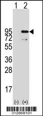 Western blot analysis of his-tag LMNA (arrow) using his tag antibody. 293 cell lysates (2 ug/lane) either nontransfected (Lane 1) or transiently transfected with the LMNA gene