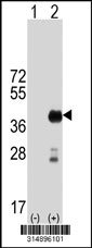 Western blot analysis of his-tag IZUMO1 (arrow) using his tag antibody. 293T cell lysates (2 ug/lane) either nontransfected (Lane 1) or transiently transfected with the IZUMO1 gene‘
