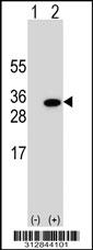 Western blot analysis of his-tag DNAJB9 (arrow) using his tag antibody. 293 cell lysates (2 ug/lane) either nontransfected (Lane 1) or transiently transfected with the DNAJB9 gene