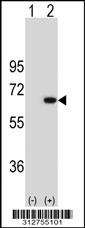 Western blot analysis of his-tag AGFG1 (arrow) using his tag antibody. 293 cell lysates (2 ug/lane) either nontransfected (Lane 1) or transiently transfected with the AGFG1 gene