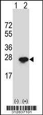Western blot analysis of his-tag ISG20 (arrow) using his tag antibody. 293T cell lysates (2 ug/lane) either nontransfected (Lane 1) or transiently transfected with the LGALS43 gene
