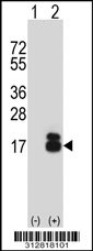 Western blot analysis of his-tag INSL3 (arrow) using his tag antibody. 293T cell lysates (2 ug/lane) either nontransfected (Lane 1) or transiently transfected with the INSL33 gene