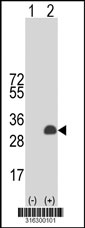 Western blot analysis of his-tag FAM3C (arrow) using his tag antibody. 293T cell lysates (2 ug/lane) either nontransfected (Lane 1) or transiently transfected with the FAM3C gene‘