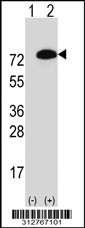 Western blot analysis of his-tag HSPA9 (arrow) using his tag antibody. 293T cell lysates (2 ug/lane) either nontransfected (Lane 1) or transiently transfected with the HSPA9 gene