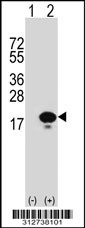 Western blot analysis of his-tag ID2 (arrow) using his tag antibody. 293T cell lysates (2 ug/lane) either nontransfected (Lane 1) or transiently transfected with the ID2 gene