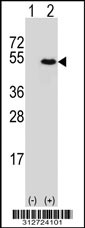 Western blot analysis of his-tag HDAC1 (arrow) using his tag antibody. 293T cell lysates (2 ug/lane) either nontransfected (Lane 1) or transiently transfected with the HDAC1 gene