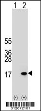 Western blot analysis of his-tag HIST1H2BB (arrow) using his tag antibody. 293T cell lysates (2 ug/lane) either nontransfected (Lane 1) or transiently transfected with the HIST1H2BB gene