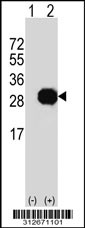 Western blot analysis of his-tag HIST1H1T (arrow) using his tag antibody. 293T cell lysates (2 ug/lane) either nontransfected (Lane 1) or transiently transfected with the HIST1H1T gene