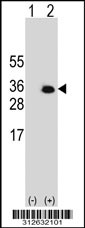 Western blot analysis of his-tag FMO5 (arrow) using his tag antibody. 293T cell lysates (2 ug/lane) either nontransfected (Lane 1) or transiently transfected with the LGALS18 gene