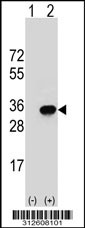 Western blot analysis of his-tag HLA-DRB4 (arrow) using his tag antibody. 293T cell lysates (2 ug/lane) either nontransfected (Lane 1) or transiently transfected with the HLA-DRB4 gene
