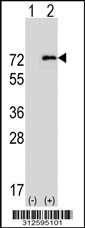 Western blot analysis of his-tag GTF3C2 (arrow) using his tag antibody. 293T cell lysates (2 ug/lane) either nontransfected (Lane 1) or transiently transfected with the LGALS15 gene